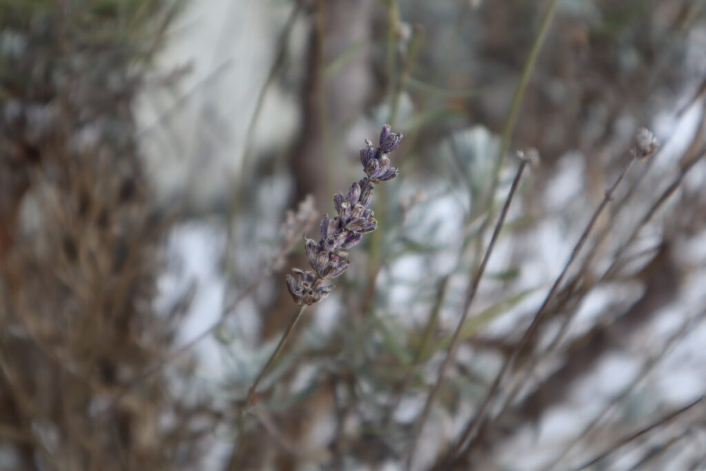 Winter-Lavendel-Davendeli