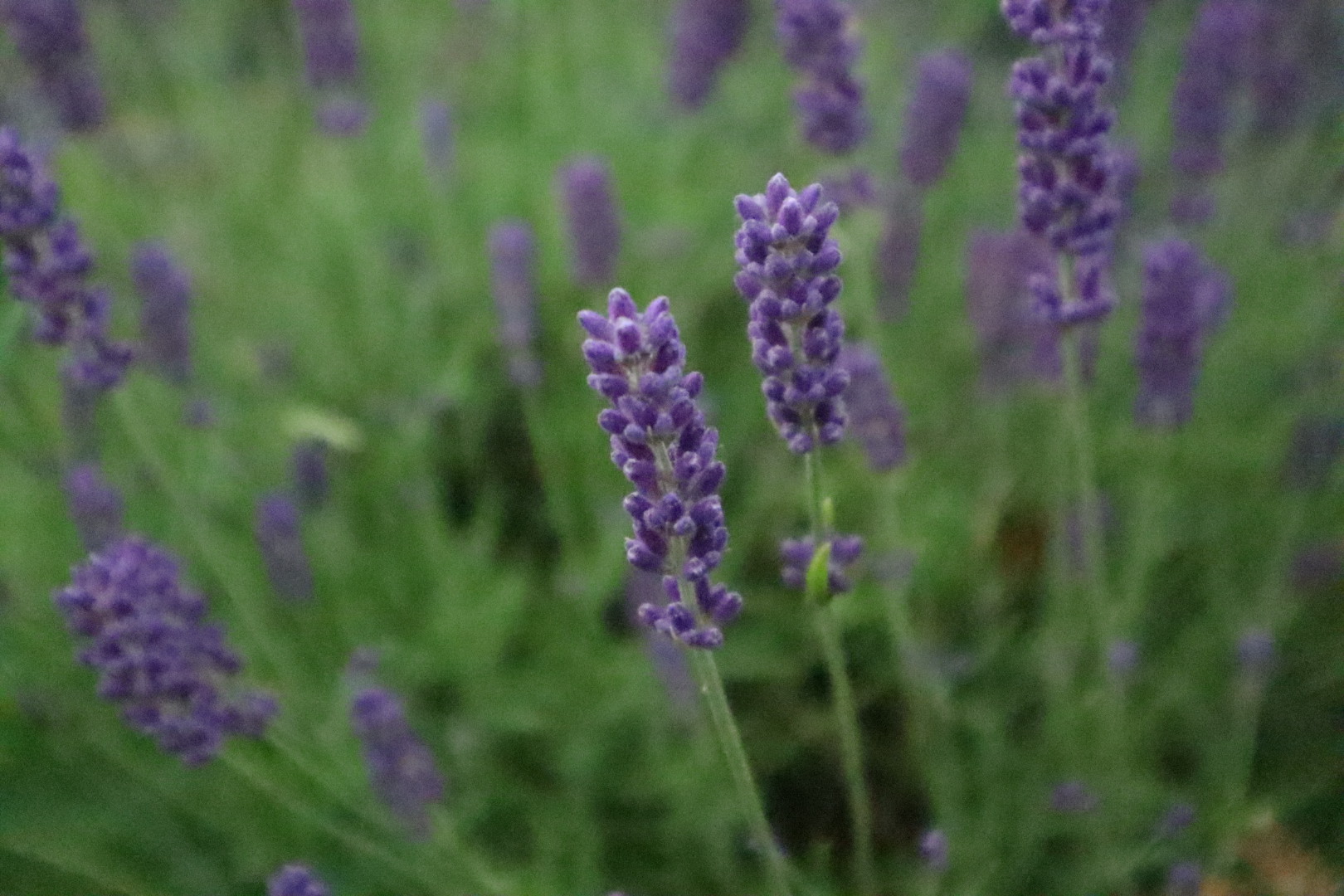 Echter-Lavendel
