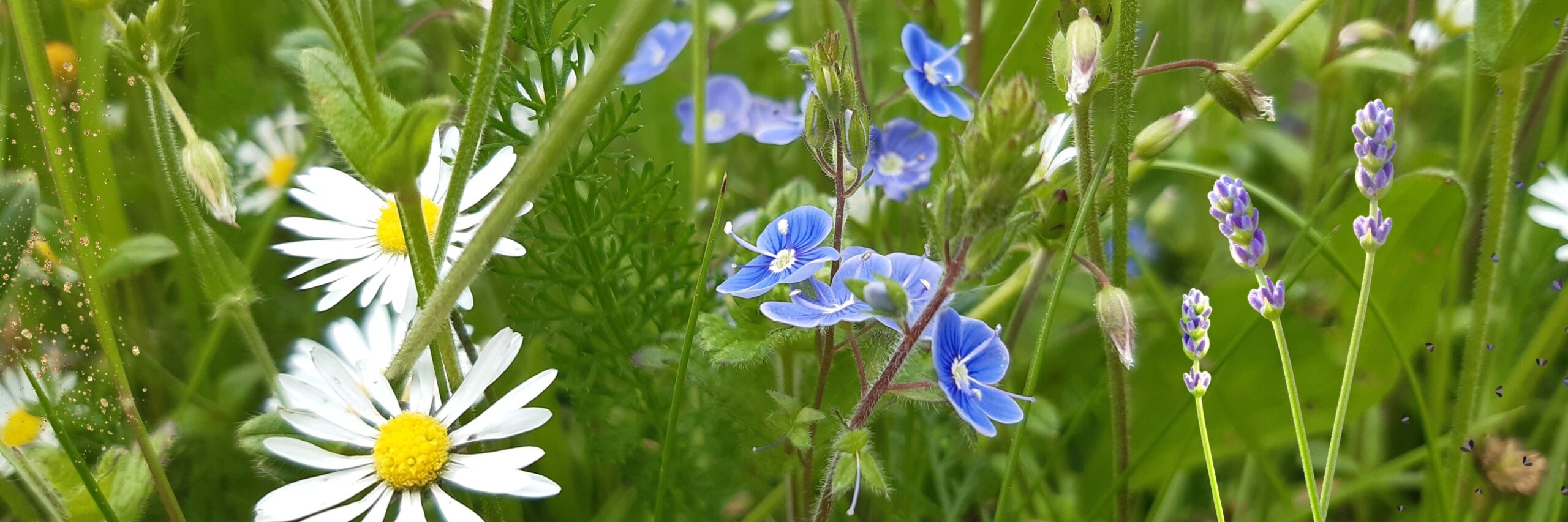 lavendelgarten