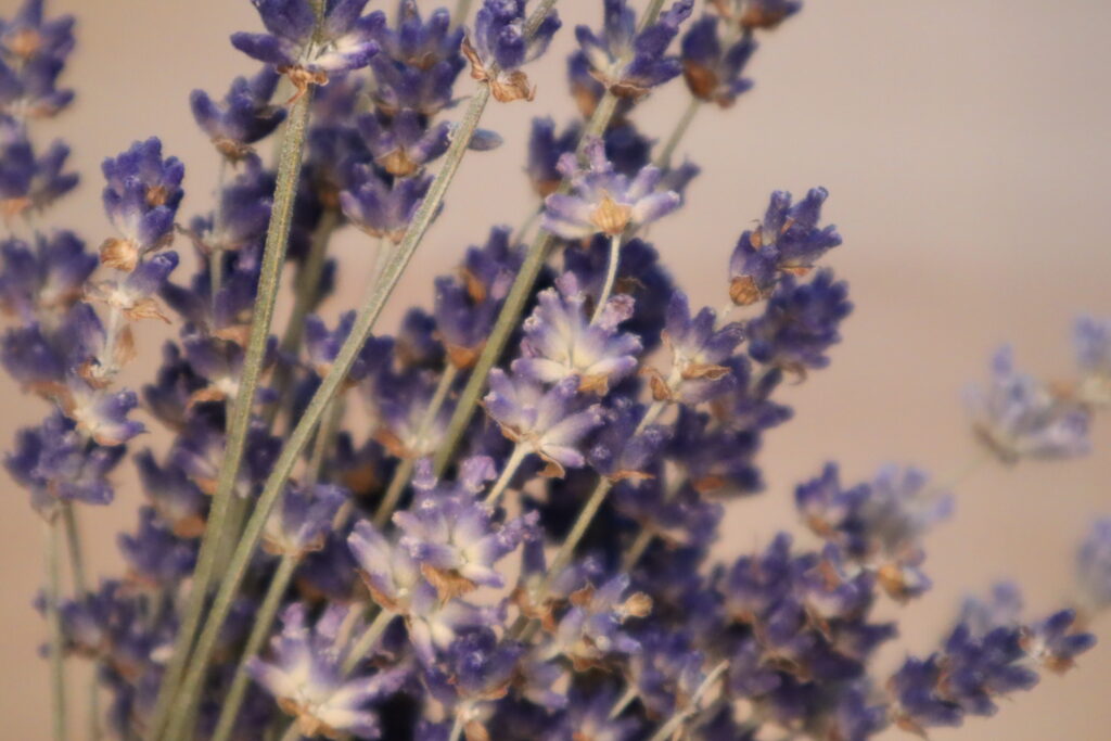 getrockneter Lavendel