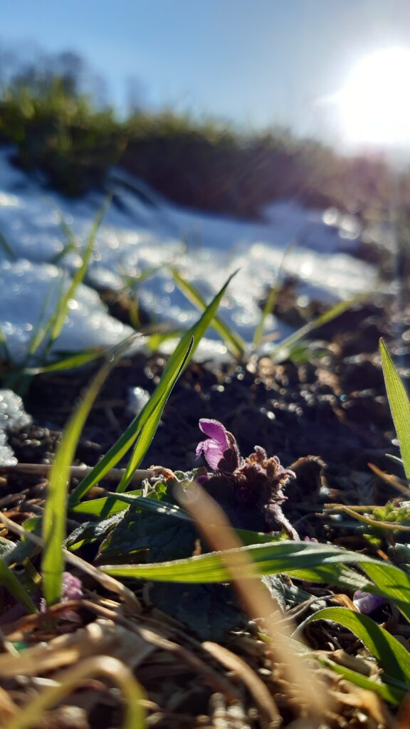 Winterling mit Frühlingssonne